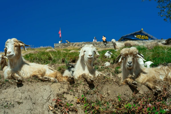 three goats resting in mardi